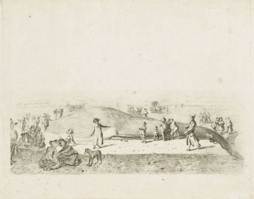 Pilot Whale Stranded at Wijk aan Zee, 1791