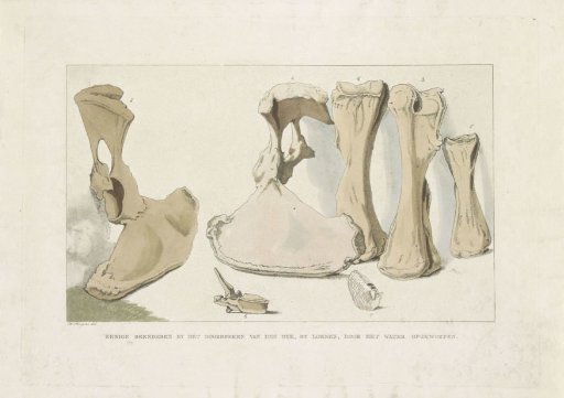 Fossilized bones found during the flood at Loenen, 1809