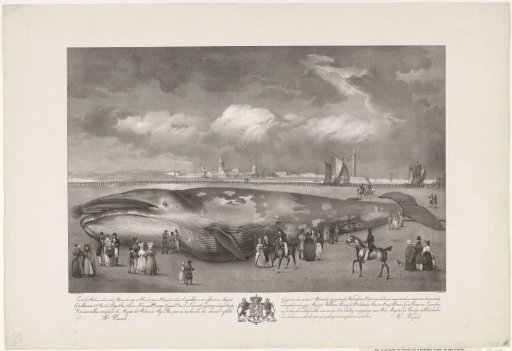 View of the Whale stranded on November 4, 1827 (...) / View of the whale stranded on November 4, 1827, east of the harbor of Ostend, the skeleton of which was presented to His Majesty William I (...)