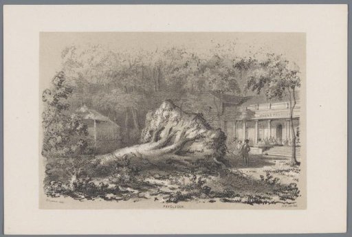 Uprooted tree at the Paviljoen, after the storm of 28 May 1860