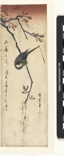 Bird and wisteria