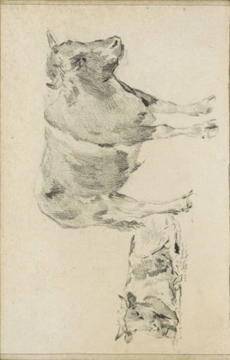 Standing and lying cow