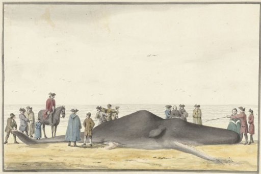 Stranded sperm whale (cachelot) on the beach between Zandvoort and Wijk aan Zee, 20 February 1762, seen from the front