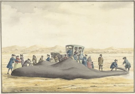 Stranded sperm whale on the beach between Zandvoort and Wijk aan Zee, 20 February 1762, seen from the back
