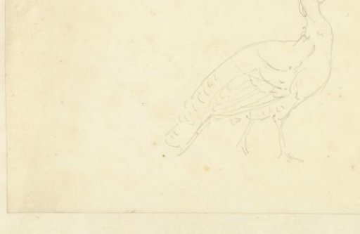 Study of a Peacock