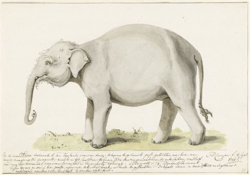 Standing Elephant, Facing Left