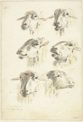 Study sheet with six sheep heads