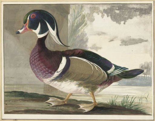 Carolina Duck