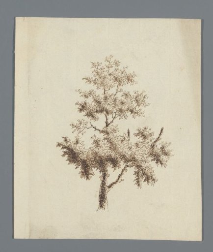 Tree study
