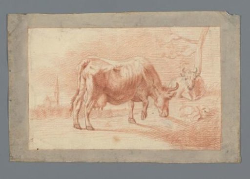 Cow grazing and lying down