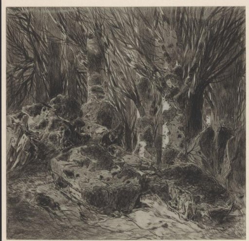 Study of rocks and trees