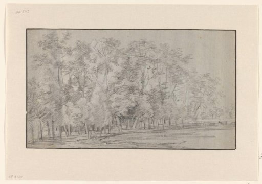 Forest landscape