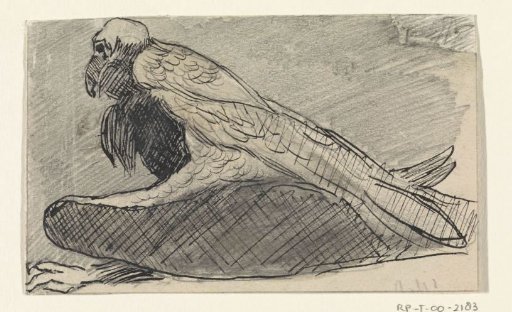 Sitting vulture