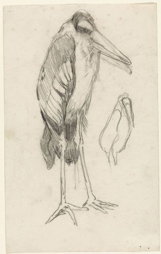 Marabou