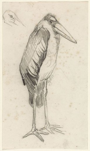 Marabou