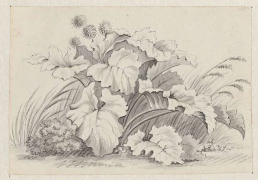 Plant Study