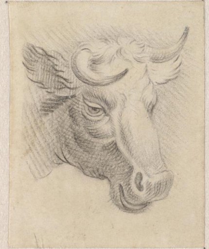 Head of a Cow