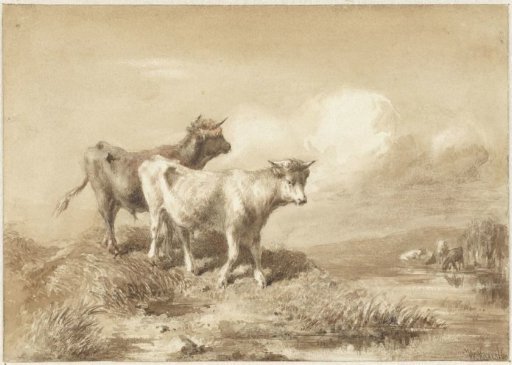 Cows by the water