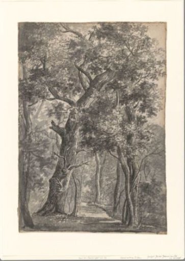 View in a Wood