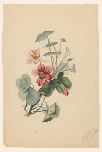 Garden Balsam
