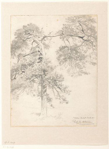 Tree study