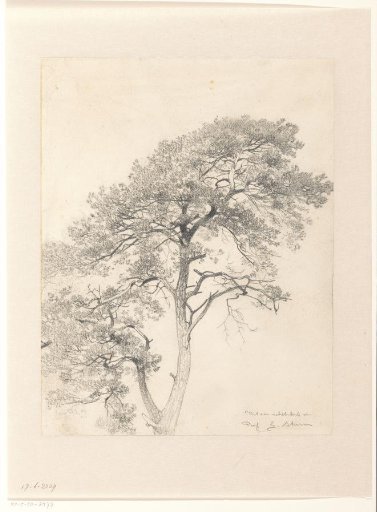 Tree study