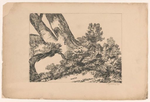 Vegetation under a tree