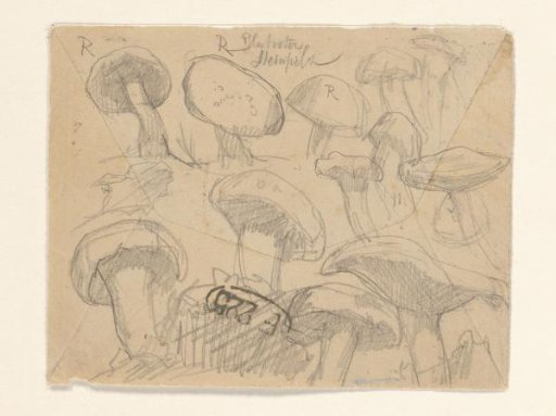 Sketch sheet with various mushrooms