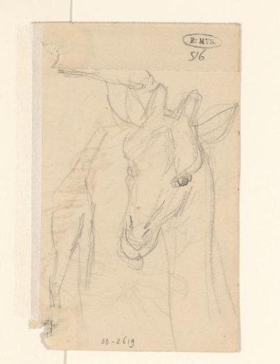 Sketch sheet with studies of a giraffe