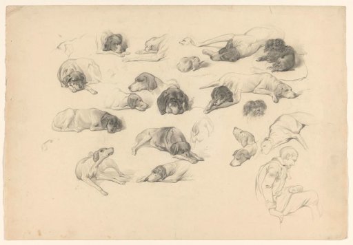 Sketch sheet with various dog studies