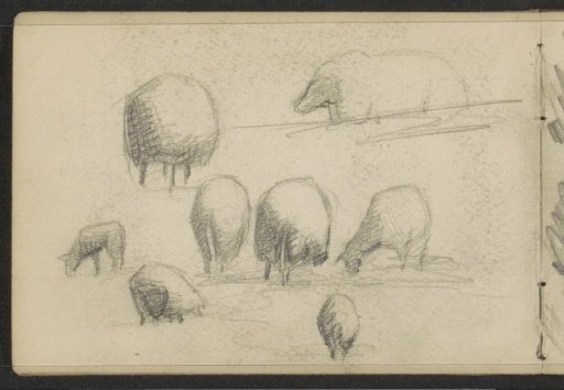 Study sheet with sheep