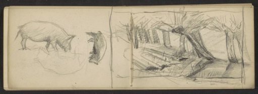 Pigs and pollarded willows along a path