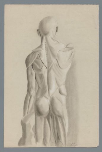 Anatomical plaster model, viewed from the back