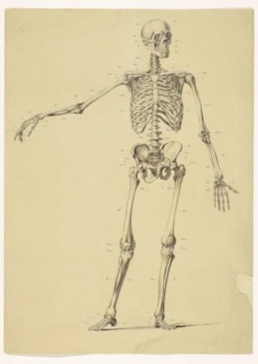 Human skeleton, with notes
