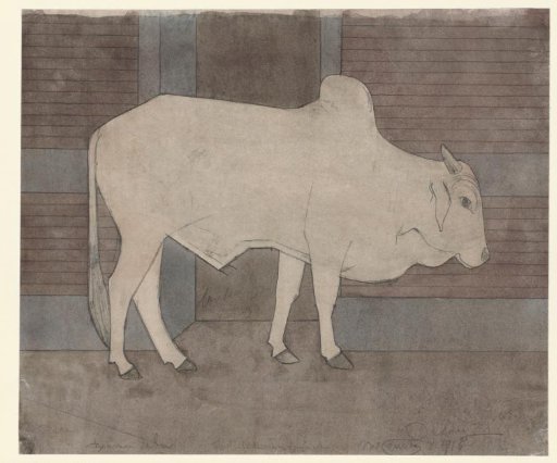 Brahman zebu