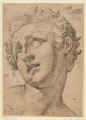 Head of a Son of Laocoön