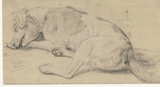 A sleeping dog