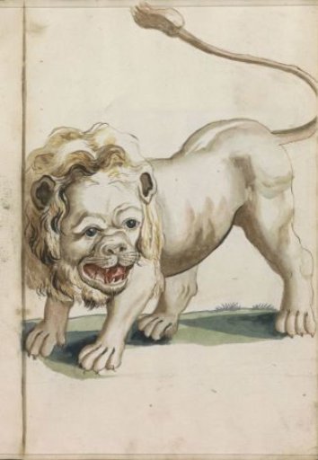 Lion