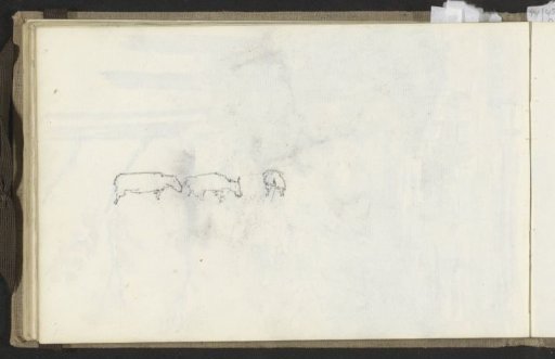 Cows