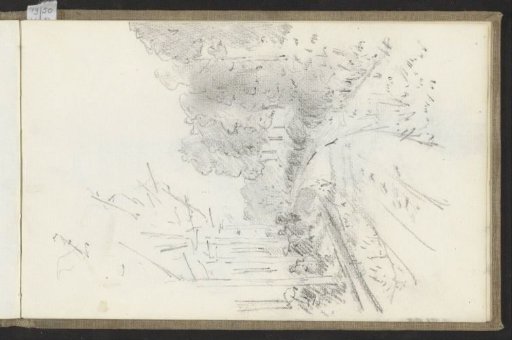 Trees Along a Country Road