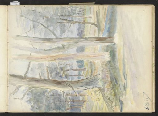 View of a forest