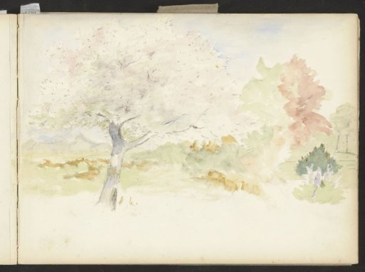 Trees in bloom
