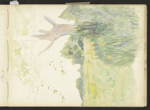 Meadow with trees, shrubs, and daffodils