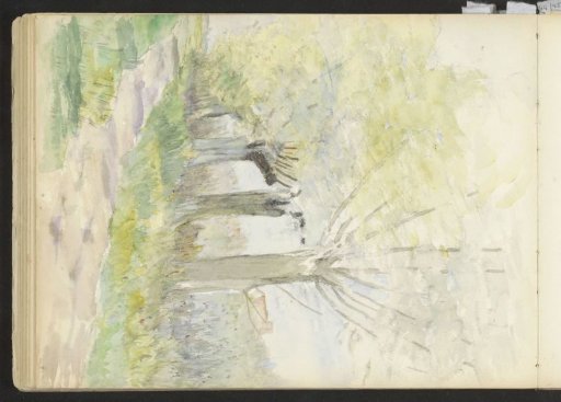Pollarded willows along a path