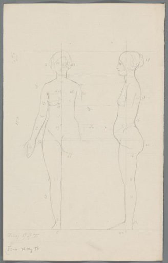 Proportion study of a woman