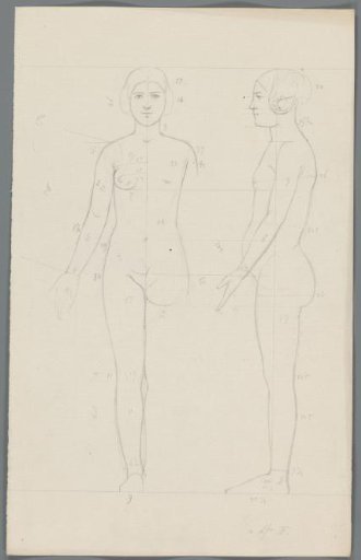 Proportion study of a woman