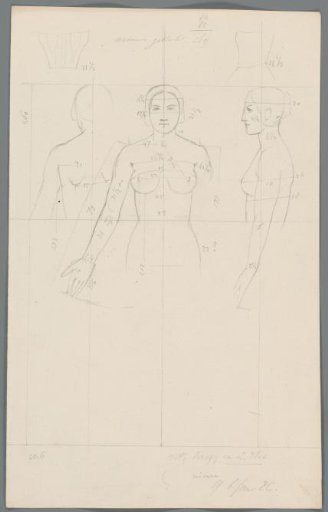 Proportion study of the upper body of a woman