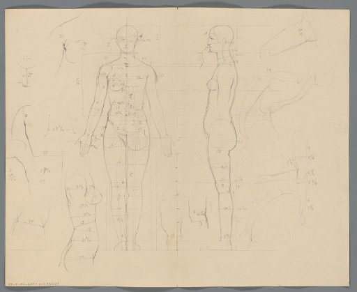 Proportion study of a woman