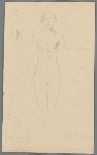 Proportion study of a woman