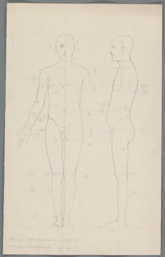 Proportion study of a man